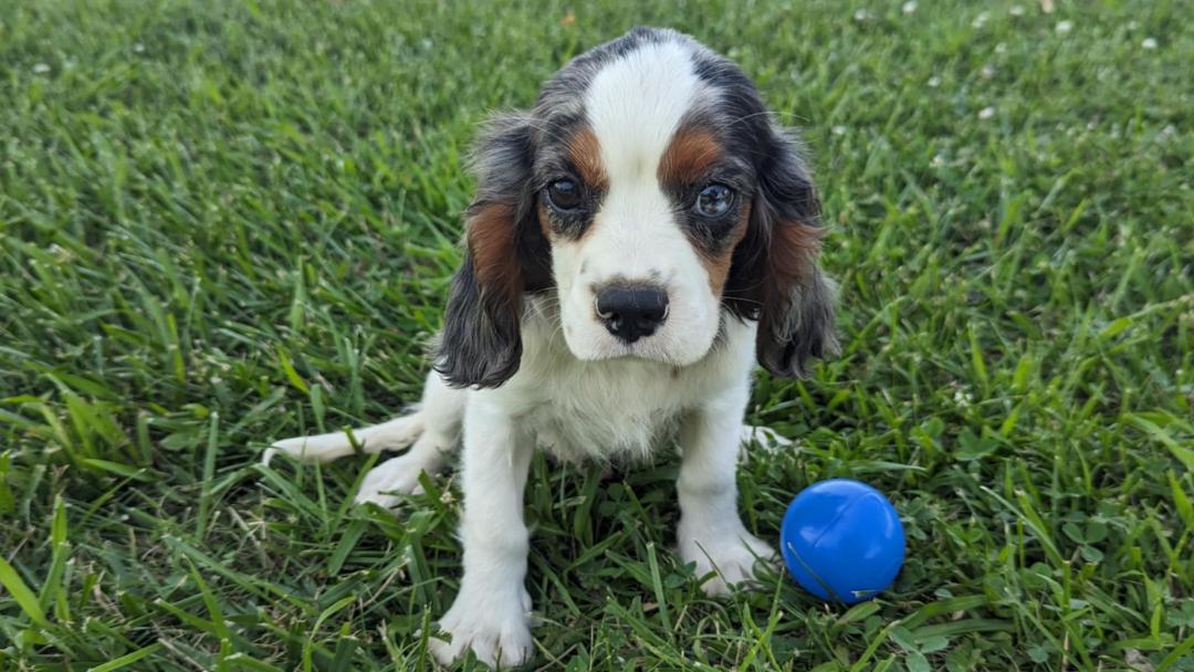 puppy, for, sale, Cavalier King Charles Spaniel, Randy  Swartzentruber, dog, breeder, Half Way, MO, dog-breeder, puppy-for-sale, forsale, nearby, find, puppyfind, locator, puppylocator, aca